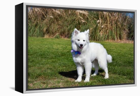 American Eskimo Puppy in Field-Zandria Muench Beraldo-Framed Premier Image Canvas