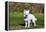 American Eskimo Puppy in Field-Zandria Muench Beraldo-Framed Premier Image Canvas