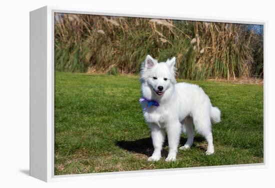 American Eskimo Puppy in Field-Zandria Muench Beraldo-Framed Premier Image Canvas