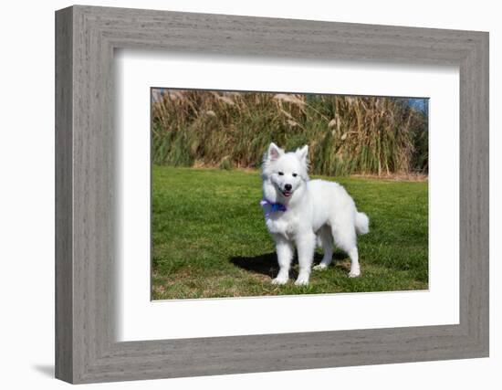 American Eskimo Puppy in Field-Zandria Muench Beraldo-Framed Photographic Print