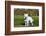 American Eskimo Puppy in Field-Zandria Muench Beraldo-Framed Photographic Print