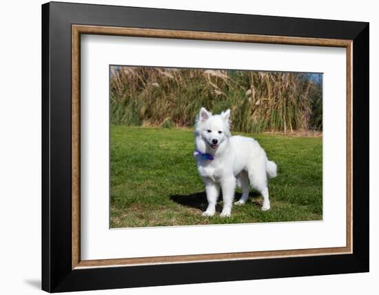 American Eskimo Puppy in Field-Zandria Muench Beraldo-Framed Photographic Print