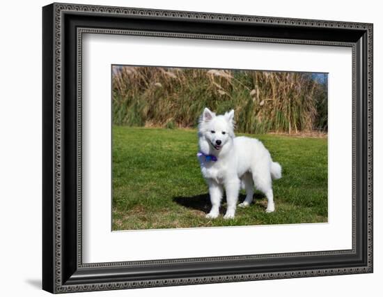 American Eskimo Puppy in Field-Zandria Muench Beraldo-Framed Photographic Print