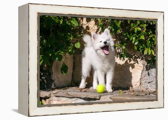 American Eskimo Puppy Ready to Play Ball-Zandria Muench Beraldo-Framed Premier Image Canvas