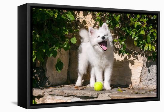 American Eskimo Puppy Ready to Play Ball-Zandria Muench Beraldo-Framed Premier Image Canvas