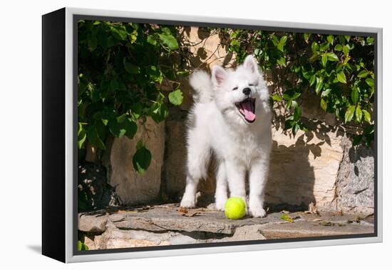 American Eskimo Puppy Ready to Play Ball-Zandria Muench Beraldo-Framed Premier Image Canvas