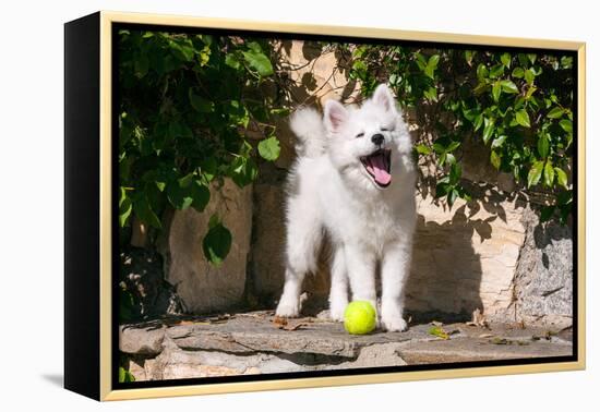 American Eskimo Puppy Ready to Play Ball-Zandria Muench Beraldo-Framed Premier Image Canvas