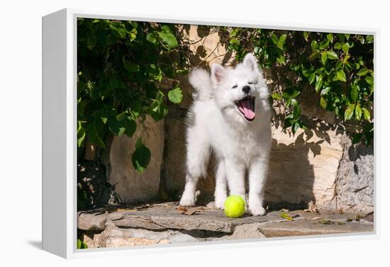 American Eskimo Puppy Ready to Play Ball-Zandria Muench Beraldo-Framed Premier Image Canvas