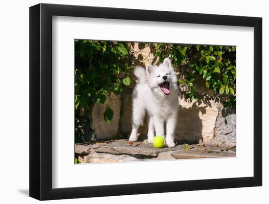 American Eskimo Puppy Ready to Play Ball-Zandria Muench Beraldo-Framed Photographic Print