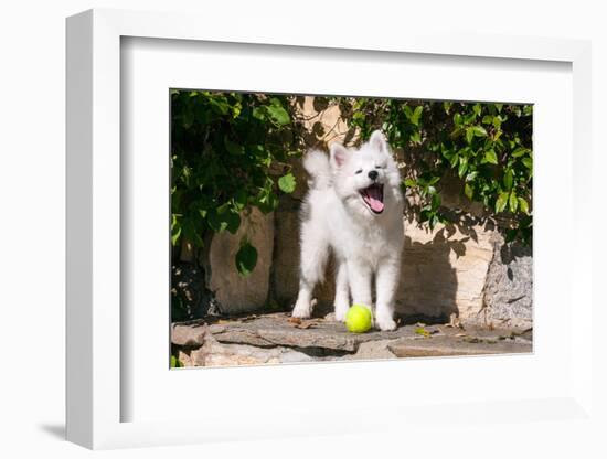 American Eskimo Puppy Ready to Play Ball-Zandria Muench Beraldo-Framed Photographic Print