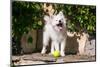 American Eskimo Puppy Ready to Play Ball-Zandria Muench Beraldo-Mounted Photographic Print