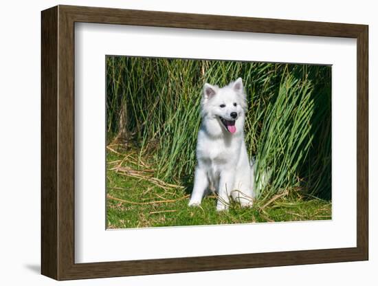 American Eskimo Puppy Sitting Near Tall Grasses-Zandria Muench Beraldo-Framed Photographic Print