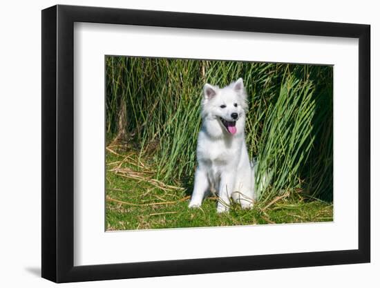 American Eskimo Puppy Sitting Near Tall Grasses-Zandria Muench Beraldo-Framed Photographic Print