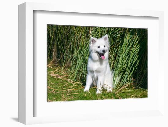 American Eskimo Puppy Sitting Near Tall Grasses-Zandria Muench Beraldo-Framed Photographic Print