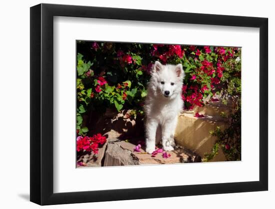 American Eskimo Puppy Sitting on Garden Stairs-Zandria Muench Beraldo-Framed Photographic Print