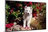 American Eskimo Puppy Sitting on Garden Stairs-Zandria Muench Beraldo-Mounted Photographic Print