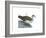 American Finfoot (Heliornis Fulica), Birds-Encyclopaedia Britannica-Framed Art Print