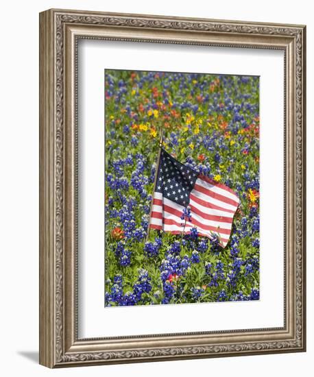 American Flag in Field of Blue Bonnets, Paintbrush, Texas Hill Country, USA-Darrell Gulin-Framed Photographic Print