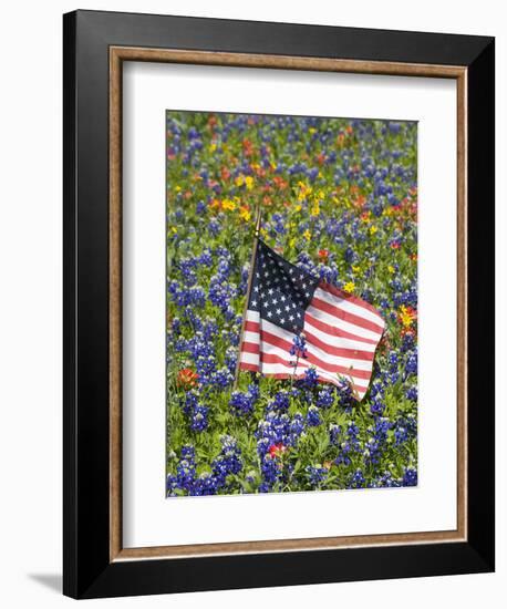 American Flag in Field of Blue Bonnets, Paintbrush, Texas Hill Country, USA-Darrell Gulin-Framed Photographic Print