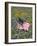 American Flag in Field of Blue Bonnets, Paintbrush, Texas Hill Country, USA-Darrell Gulin-Framed Photographic Print