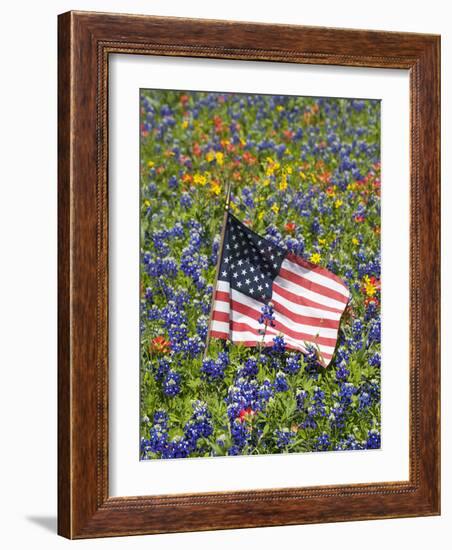 American Flag in Field of Blue Bonnets, Paintbrush, Texas Hill Country, USA-Darrell Gulin-Framed Photographic Print