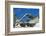 American Flags Framed Through Jet Wings, San Diego, California, USA-Richard Duval-Framed Photographic Print