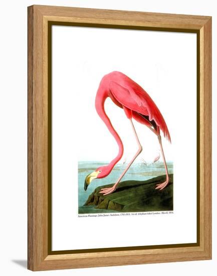 American Flamingo, 1834-John James Audubon-Framed Premier Image Canvas