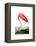 American Flamingo, 1834-John James Audubon-Framed Premier Image Canvas