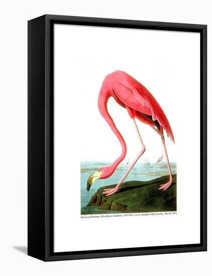 American Flamingo, 1834-John James Audubon-Framed Premier Image Canvas