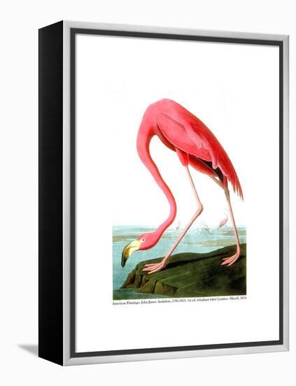 American Flamingo, 1834-John James Audubon-Framed Premier Image Canvas