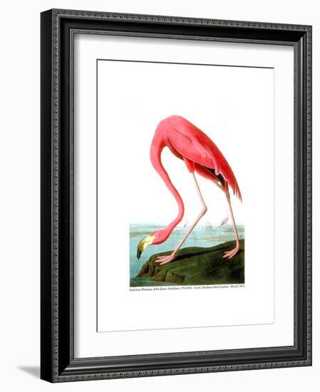 American Flamingo, 1834-John James Audubon-Framed Premium Giclee Print