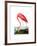 American Flamingo, 1834-John James Audubon-Framed Premium Giclee Print