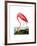 American Flamingo, 1834-John James Audubon-Framed Premium Giclee Print