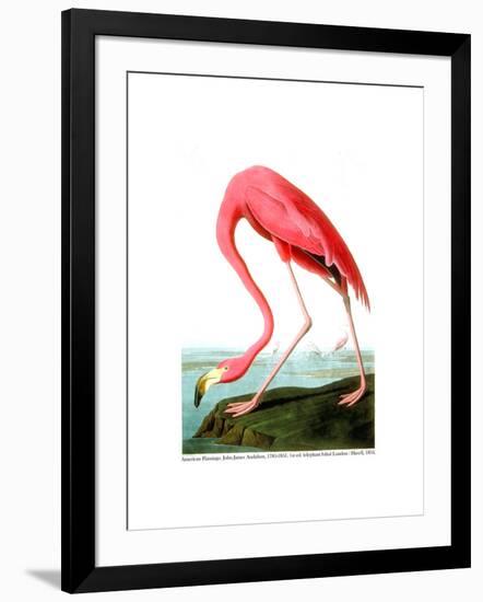 American Flamingo, 1834-John James Audubon-Framed Premium Giclee Print