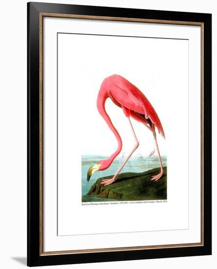 American Flamingo, 1834-John James Audubon-Framed Premium Giclee Print