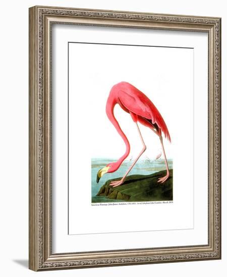 American Flamingo, 1834-John James Audubon-Framed Giclee Print