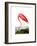 American Flamingo, 1834-John James Audubon-Framed Giclee Print