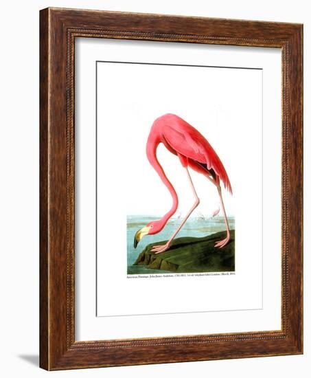 American Flamingo, 1834-John James Audubon-Framed Giclee Print