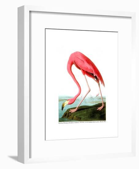 American Flamingo, 1834-John James Audubon-Framed Giclee Print