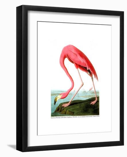 American Flamingo, 1834-John James Audubon-Framed Giclee Print