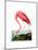 American Flamingo, 1834-John James Audubon-Mounted Giclee Print