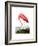 American Flamingo, 1834-John James Audubon-Framed Giclee Print