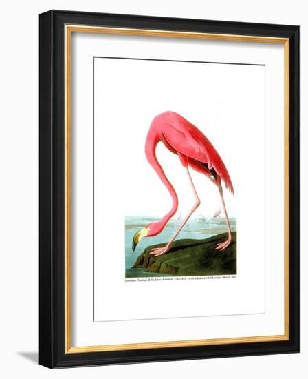 American Flamingo, 1834-John James Audubon-Framed Giclee Print