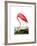 American Flamingo, 1834-John James Audubon-Framed Giclee Print