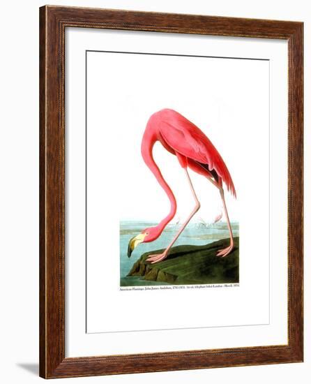 American Flamingo, 1834-John James Audubon-Framed Giclee Print