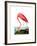 American Flamingo, 1834-John James Audubon-Framed Giclee Print