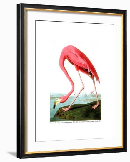 American Flamingo, 1834-John James Audubon-Framed Giclee Print