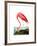 American Flamingo, 1834-John James Audubon-Framed Giclee Print