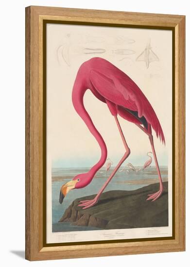 American Flamingo, 1838-John James Audubon-Framed Premier Image Canvas