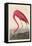 American Flamingo, 1838-John James Audubon-Framed Premier Image Canvas